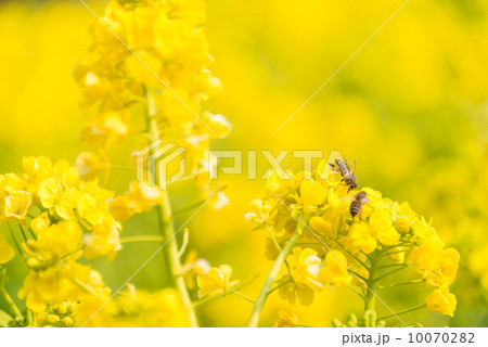 菜の花とミツバチ 季節の花 写真素材の写真素材