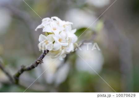ジンチョウゲ ジンチョウゲ 10070629