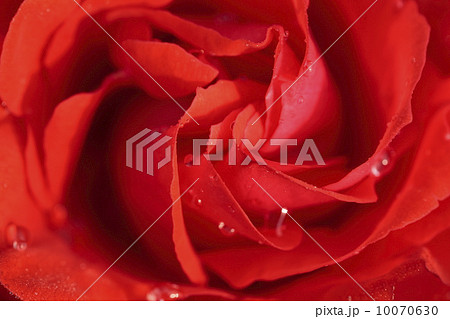 朝露に濡れる薔薇の花 朝露に濡れる薔薇の花 10070630