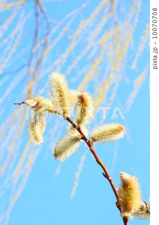 枝垂れ柳とネコヤナギの花のコラボ 枝垂れ柳とネコヤナギの花のコラボ 10070708