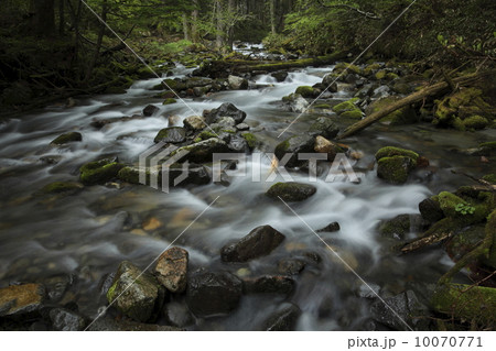 岳沢が春雨の暗い森を流れていく 岳沢が春雨の暗い森を流れていく 10070771