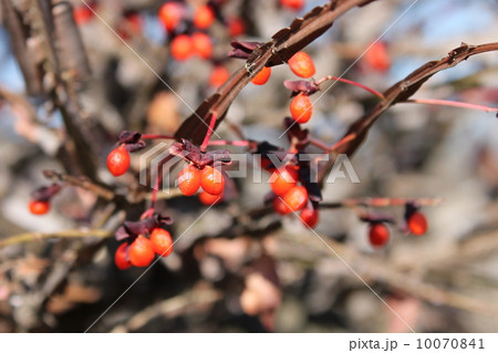 ニシキギの実 10070841