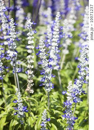 Purple flowers Purple flowers 10071237