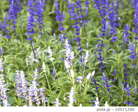 Purple flowers 10071280