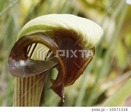 リユウキユウムサシアブミ 10071338