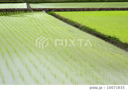 田植えが終わった田んぼ 10071635