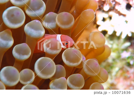 クマノミの幼魚 10071636