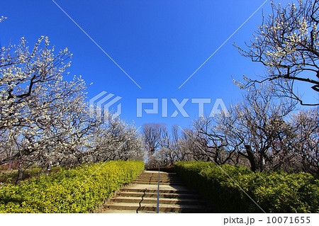 羽根木公園の梅 10071655