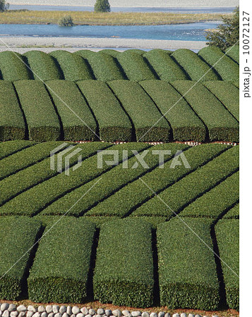緑深まる茶畑の秋 緑深まる茶畑の秋 10072127