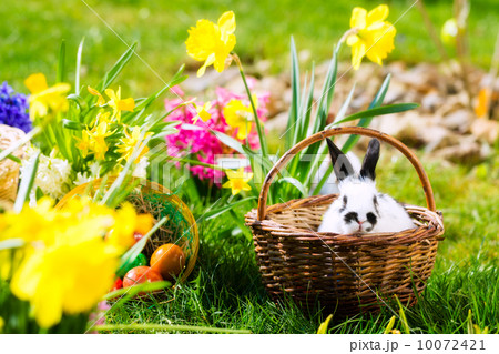 Easter bunny on meadow with basket and eggs 10072421