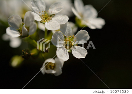 ゆきやなぎ 10072589