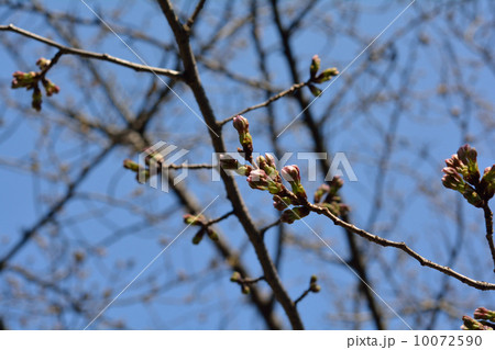 さくらのつぼみ 10072590