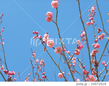 青空にピンクのウメの花 青空にピンクのウメの花 10072626