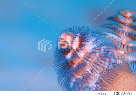 イバラカンザシ 10072659