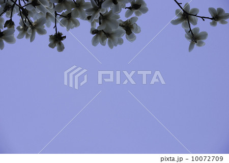 モクレン 10072709