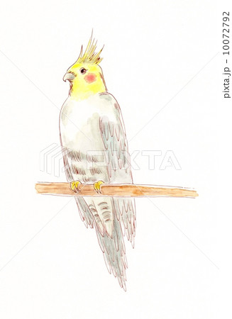 オカメインコのイラスト素材 [10072792] - PIXTA