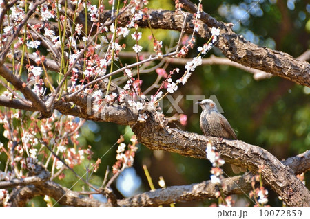 梅と野鳥 10072859