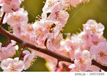 梅とミツバチ 10072880