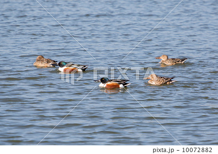 Northern Shoveler (Anas clypeata) at Lepelaarplassen (the Nether 10072882