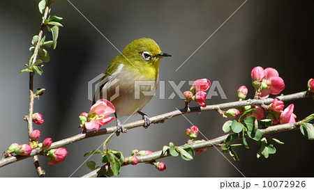 木瓜の花とメジロ 10072926