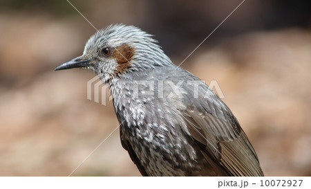 ヒヨドリ 10072927