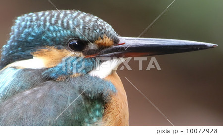 カワセミ 10072928