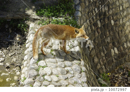 きつね 10072997