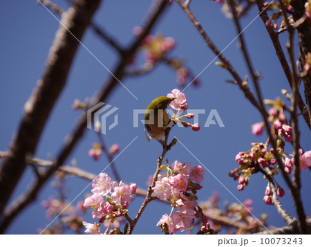 河津桜 河津桜 10073243
