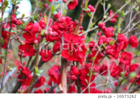 木瓜の花 10073262