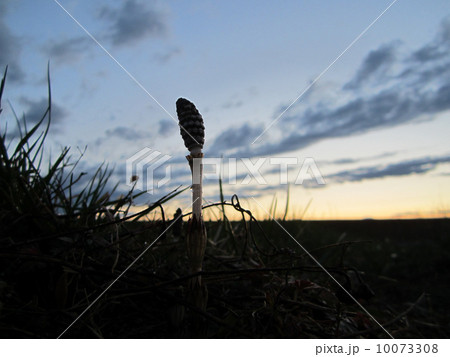 夕暮れのツクシ 10073308