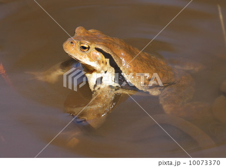 アズマヒキガエルの産卵 アズマヒキガエルの産卵 10073370