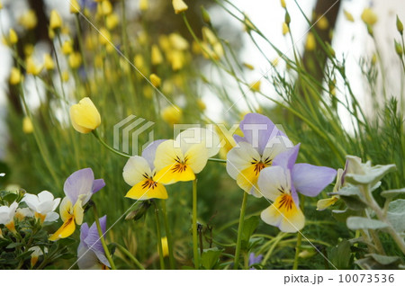 ヴィオラ 10073536