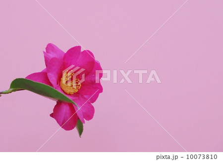 花の背景素材・椿と山茶花の交配種である寒椿の花一輪・ピンクバック横位置 花の背景素材・椿と山茶花の交配種である寒椿の花一輪・ピンクバック横位置 10073810