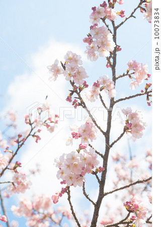桜 10073834