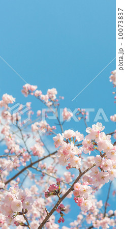 桜 10073837