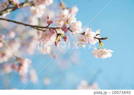 青空に映える満開の桜の花 10073840