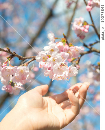 桜に触れる手の春の風景 10073841