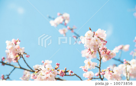 青空に映える満開の桜 青空に映える満開の桜 10073856