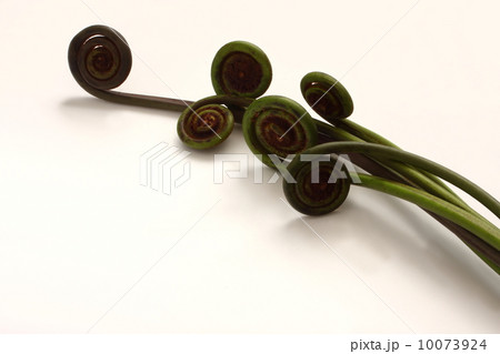 ぜんまい　薇　植物　食材　白背景 10073924