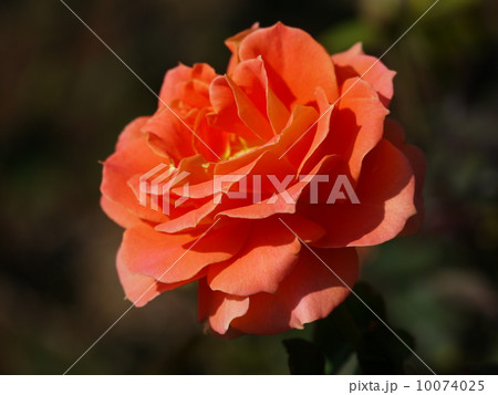 バラ 10074025