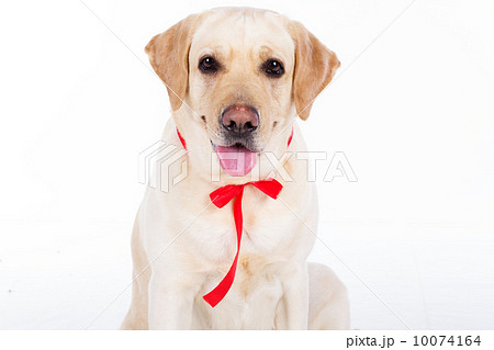 labrador dog 10074164