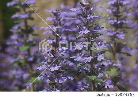 ムラサキシキブ 10074367