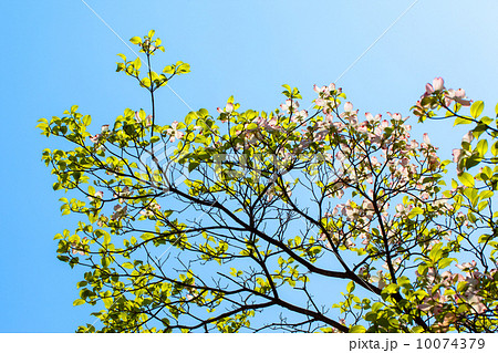 白いハナミズキと葉の光 10074379