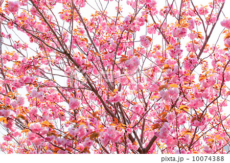 満開の八重桜 10074388