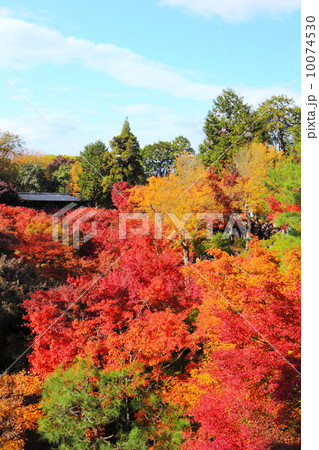 東福寺 紅葉と臥雲橋 東福寺 紅葉と臥雲橋 10074530