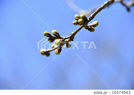 春の足音 10074663