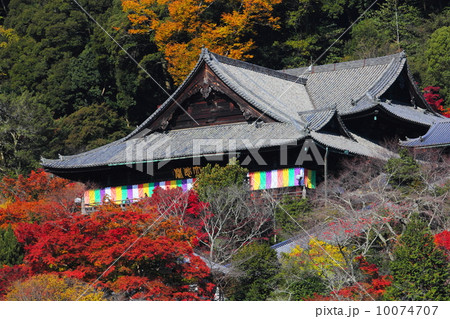 長谷寺　紅葉と本堂 10074707
