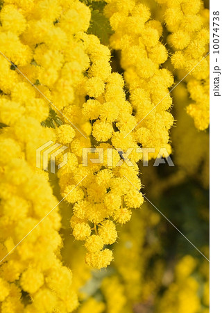 ミモザ 10074738
