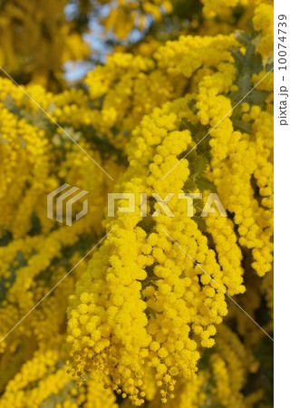 ミモザ ミモザ 10074739