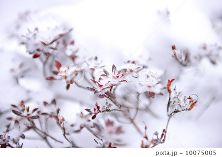 降り積もる雪 降り積もる雪 10075005